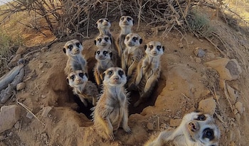 La organización matriarcal de las