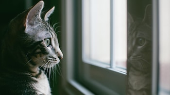 Juanjo, veterinario: “Mucho cuidado si a tu gato le gusta salir o asomarse a la ventana, la mayoría de casos que vemos en consulta son por el síndrome del gato paracaidista”
