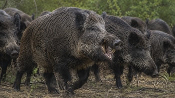 "Invasión biológica": alarma en el campo por una plaga silenciosa introducida al país que causa estragos millonarios