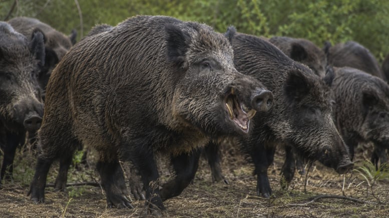 Un ejemplar adulto lidera una piara de jabalíes europeos, especie que supera los 200 kilos y amenaza tanto a la producción agropecuaria como a la fauna nativa (Sobre la Tierra - SLT)