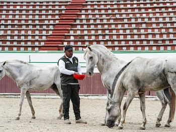 Mientras algunos caballos ya disfrutan