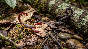 Dos escorpiones, uno de tono rojizo con patas claras y otro negro, se encuentran sobre la hojarasca junto a un tronco con musgo.