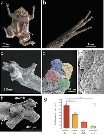 Panel científico con fotografías de un anfibio, micrografías electrónicas de sus extremidades y una gráfica de barras de densidad de papilas
