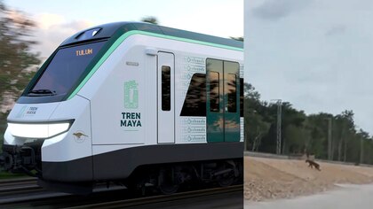 Tren Maya: Captan en VIDEO a un puma cruzando las vías en obras del tramo 5