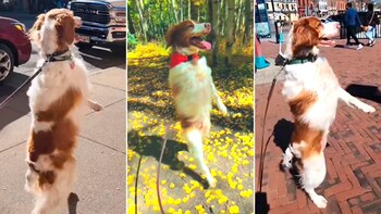 El can deslumbró a sus