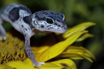 Un pequeño reptil de piel blanca con manchas oscuras apoya una extremidad sobre los pétalos de una flor amarilla
