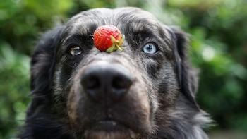 Estas son las frutas que