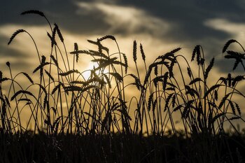 La cosecha de trigo no