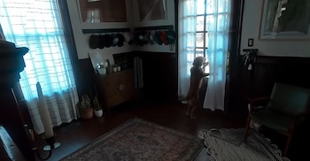 Un perro marrón claro de pie sobre sus patas traseras, mirando por una ventana cubierta con cortinas blancas. Una habitación con muebles de madera