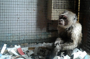 Rescatado Linito, un mono que