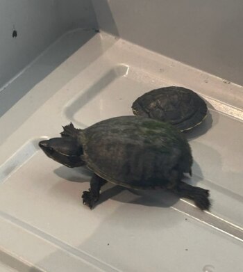 Una de las tortugas interceptadas