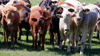 Otro estudio ratifica el contagio