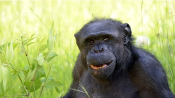 Murió Tomy, el chimpancé que