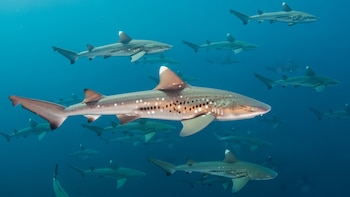 Se encontraron cerca de 30 tiburones muertos en una playa de EE. UU. y expertos intentan explicar qué ocurrió