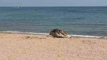 Encuentran una ballena muerta en una playa de Tarragona: las autoridades prohíben el baño
