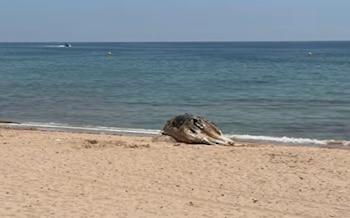 Imagen del cetáceo encontrado en la playa de la Almadrava. (Captura del vídeo publicado por el medio Diari)