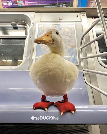 El pato tiene protectores para