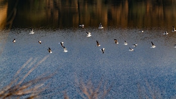 Ecologistas y vecinos se oponen a las obras en las Lagunas de Ambroz: “Renunciar a una zona de Madrid con tantas clases de aves es una barbaridad”