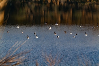 Varias aves en las Lagunas de Ambroz, a 11 de marzo de 2026, en Madrid. (Rafael Bastante/Europa Press)