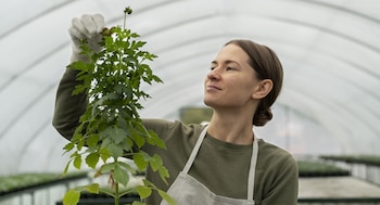 Día Internacional de la Sanidad Vegetal – Sanidad Vegetal – Perú – noticias – 11 mayo