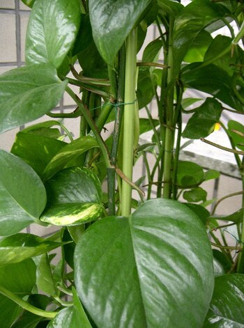 "Síndrome del edificio enfermo" en