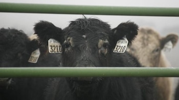 Vinculan la cercanía a explotaciones ganaderas con un aumento de cáncer en California, Iowa y Texas