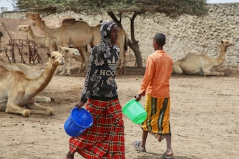 leche de camello somalia