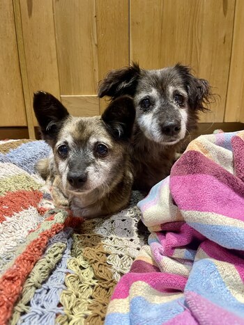 Los caninos viajaron desde Rumania