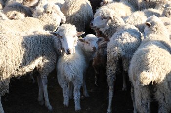 El Servicio Nacional de Sanidad