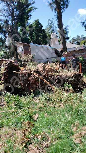 Cayeron dos árboles de su casa sobre la del vecino durante un temporal y deberá indemnizarlo
