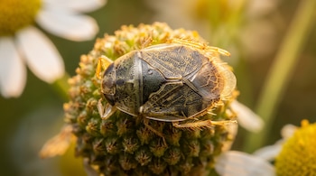 Fotografía macro de una chinche de platillo de alas reticuladas sobre el centro amarillo de una flor.