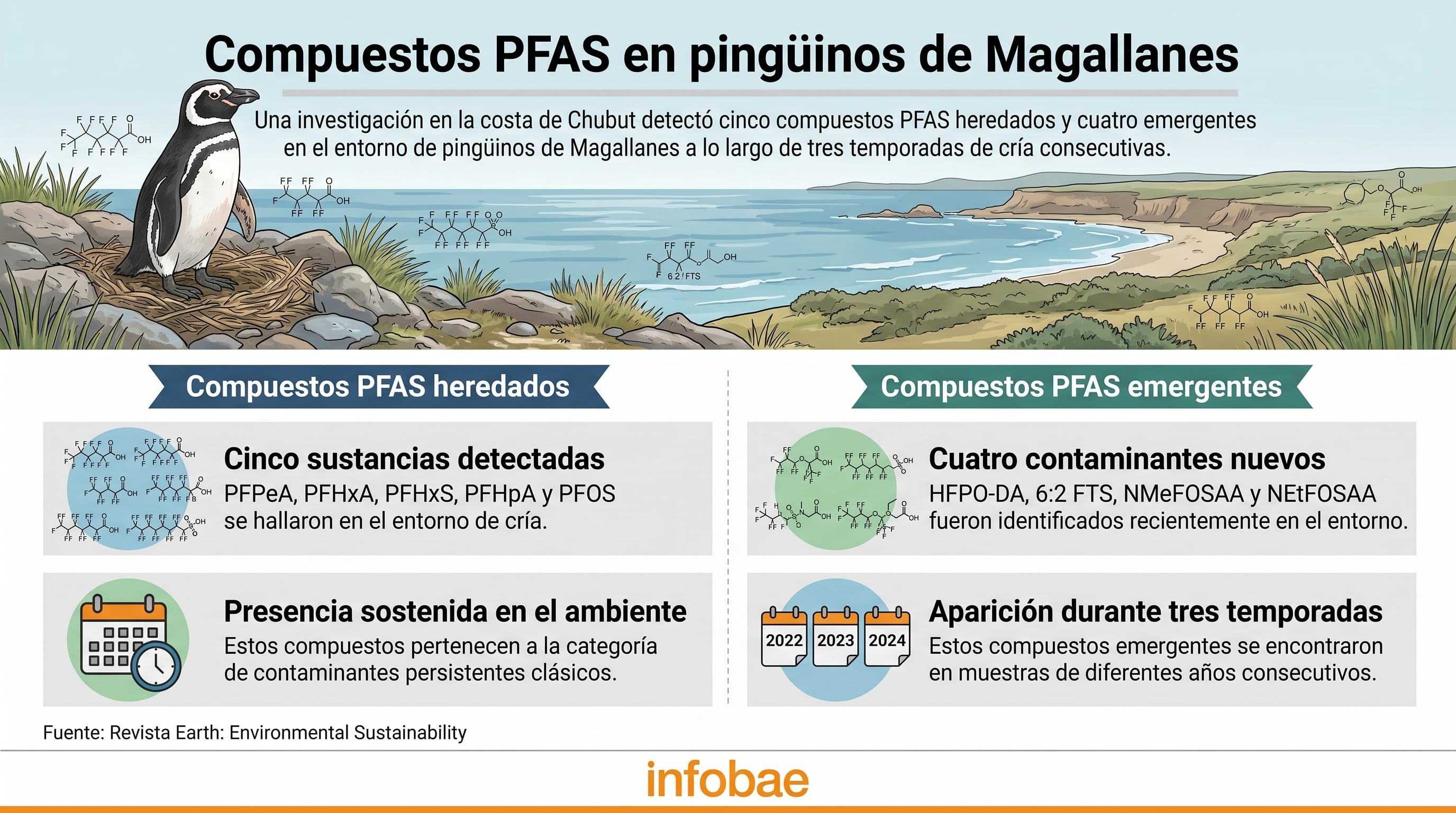 Una investigación en la costa de Chubut detectó cinco compuestos PFAS heredados y cuatro emergentes en el entorno de pingüinos de Magallanes a lo largo de tres temporadas de cría consecutivas. (Imagen Ilustrativa Infobae)
