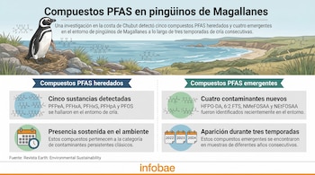 Infografía muestra un pingüino de Magallanes en su nido frente a un paisaje costero, con información sobre compuestos PFAS heredados y emergentes.