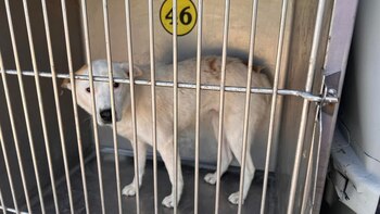 Los animales serán dados en