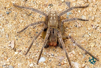 Expertos aseguran que el riesgo