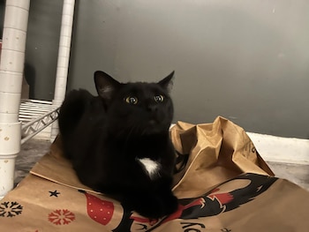 Gatos, adopción