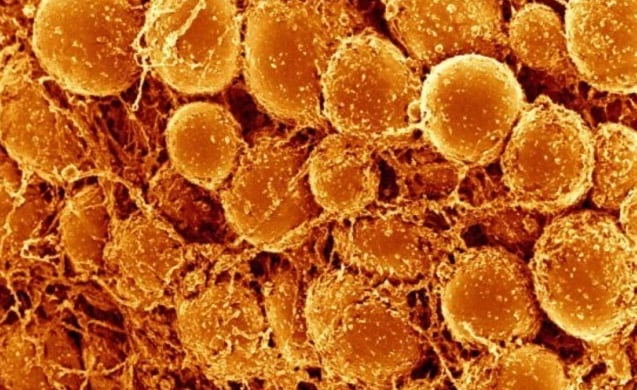 Investigaciones destacan que la exposición prenatal a bajas temperaturas activa la grasa parda y beneficia el metabolismo (Especial)