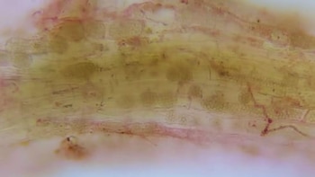 Un virus detectado en Japón apareció en Corrientes y sorprendió a investigadores del arroz