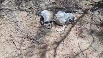 Colectivo de búsqueda localiza restos óseos en Tamaulipas: sería un cementerio clandestino