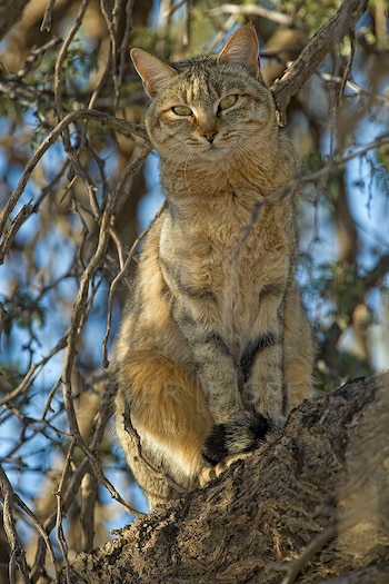 El gato montés africano es
