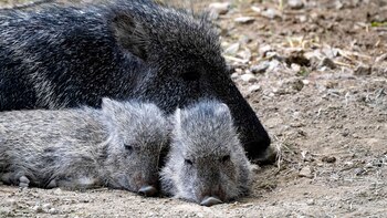 El pecarí quimilero es difícil