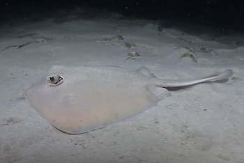 Una raya de color claro y forma plana descansa sobre un fondo marino arenoso y oscuro. Su ojo derecho es visible en la parte superior del cuerpo