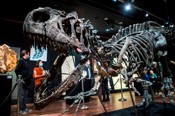 Unos visitantes contemplan el esqueleto