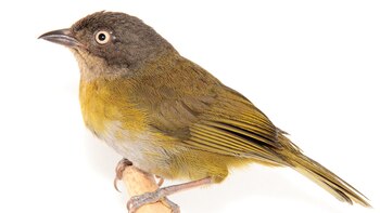 Un nueva especie de pájaro