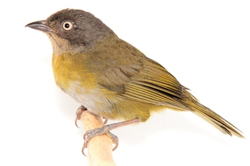 Fotografía del nuevo ejemplar de