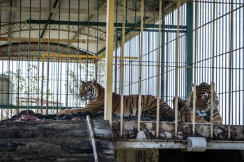 El rescate de los cuatro