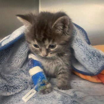 En el refugio Richy comenzó