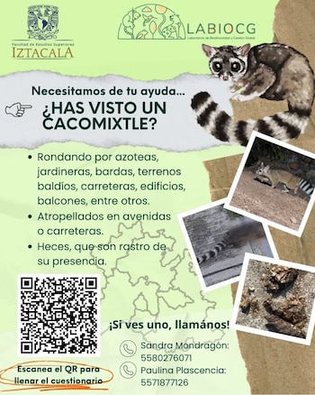 Infografía con logos, ilustración de un cacomixtle, texto sobre avistamientos, tres fotos de cacomixtles y sus heces, código QR y contactos telefónicos