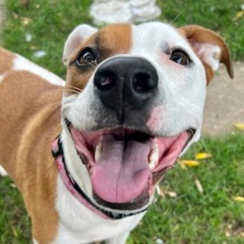 Roxz. (Foto / American Humane