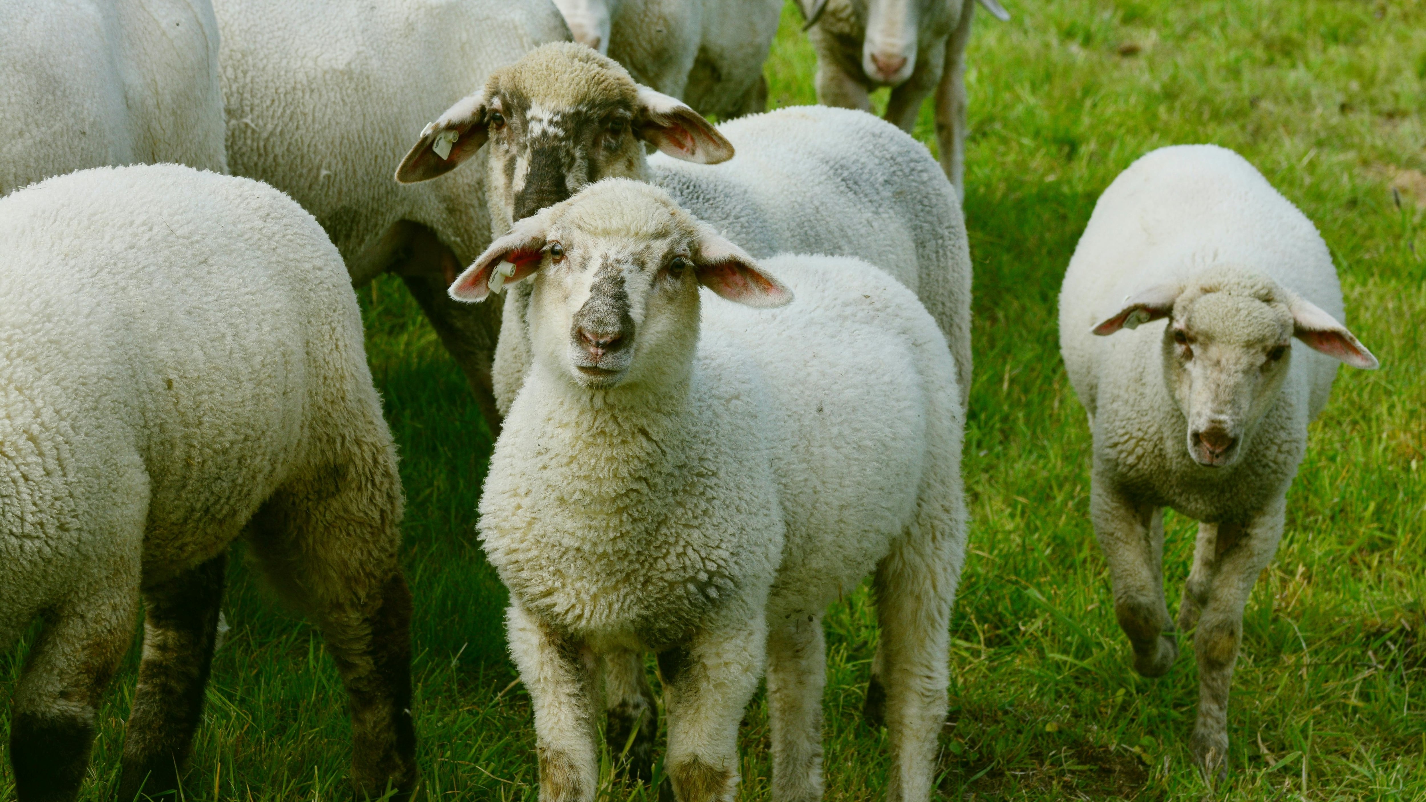 Un pastor catalán está con su rebaño cada día en una zona de alto riesgo por peste porcina: “Hay huellas de jabalíes por todas partes”